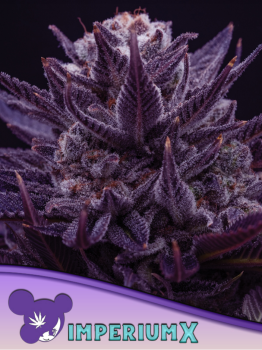 Samen 3x Imperium X Automatik Anesia Seeds